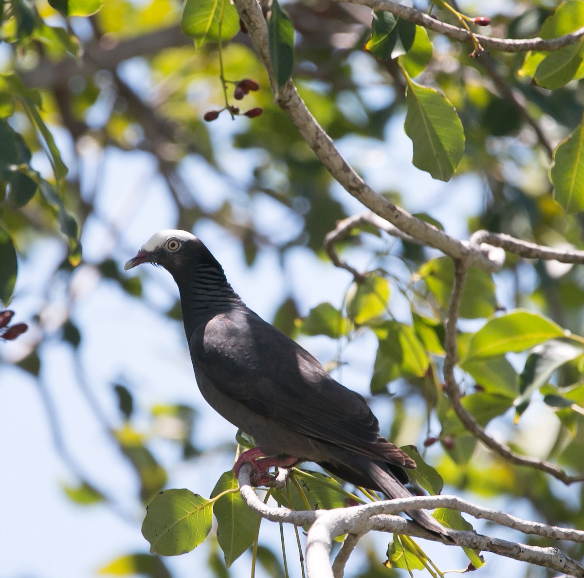 White-crowned Pigeon - ML178632741