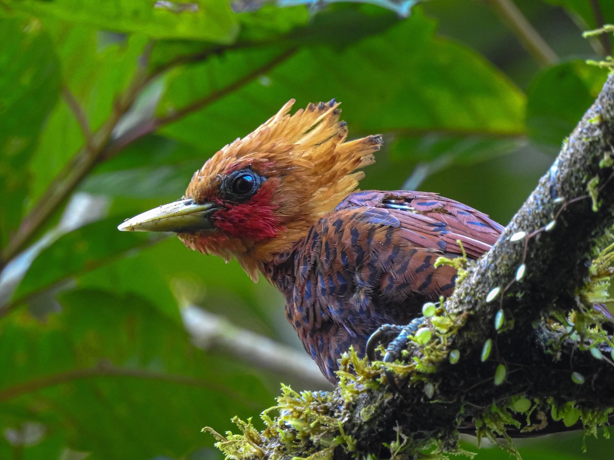Chestnut-colored Woodpecker - ML178635271