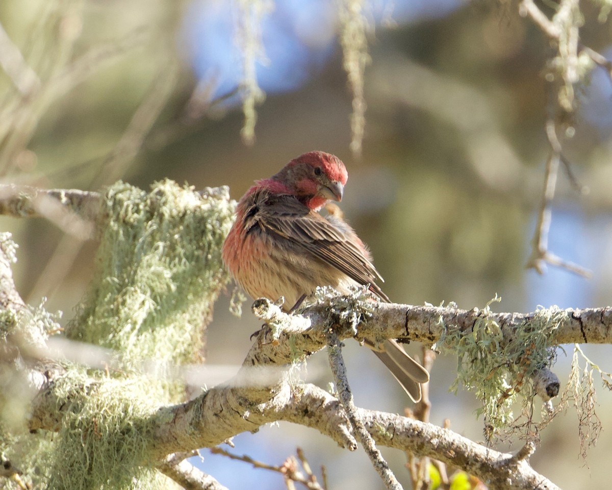 House Finch - Terence Degan