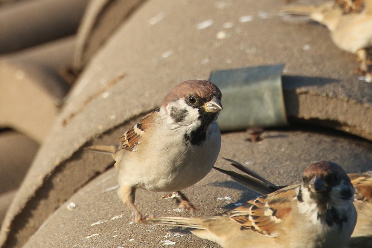 Eurasian Tree Sparrow - ML178637811