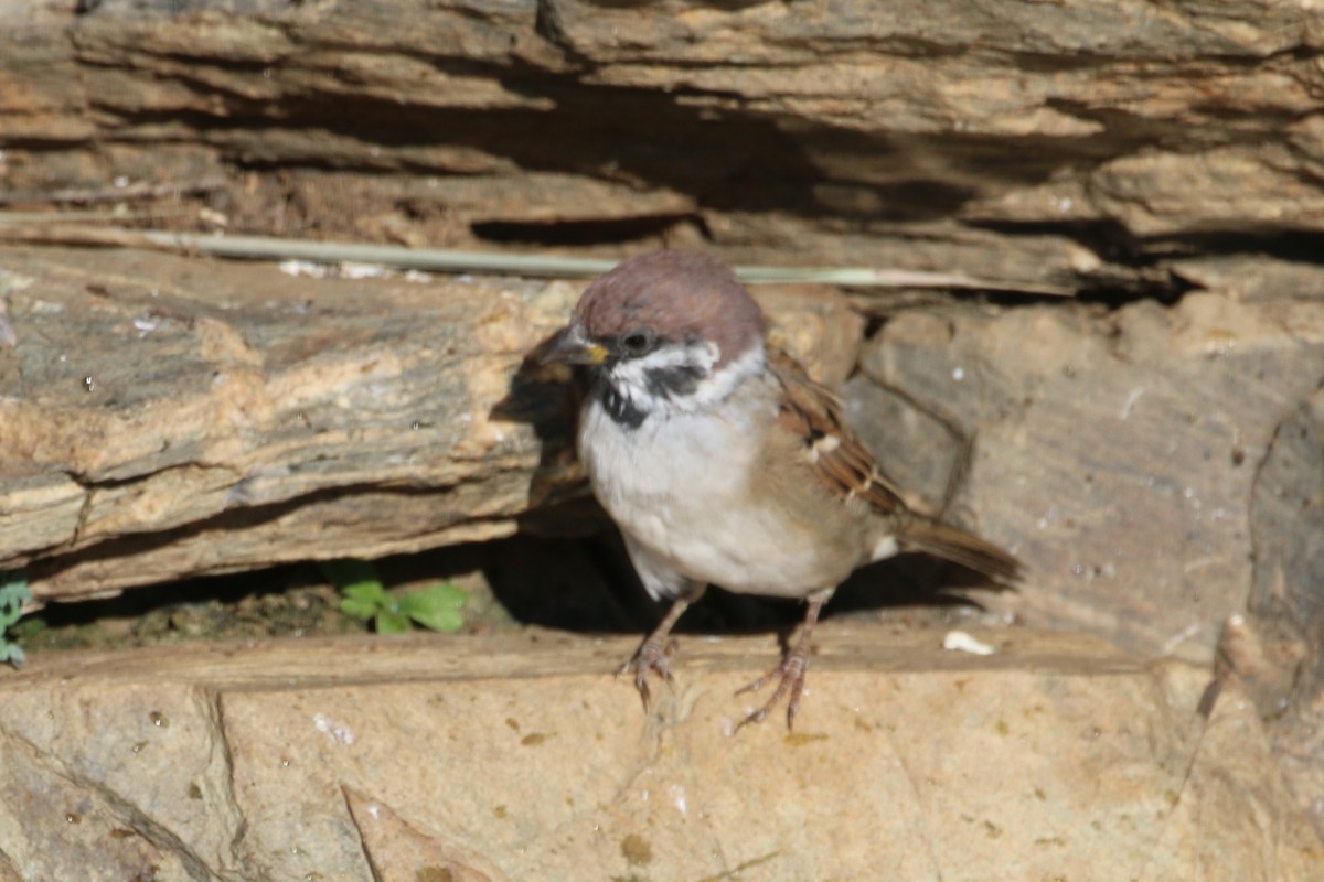 Eurasian Tree Sparrow - ML178637831