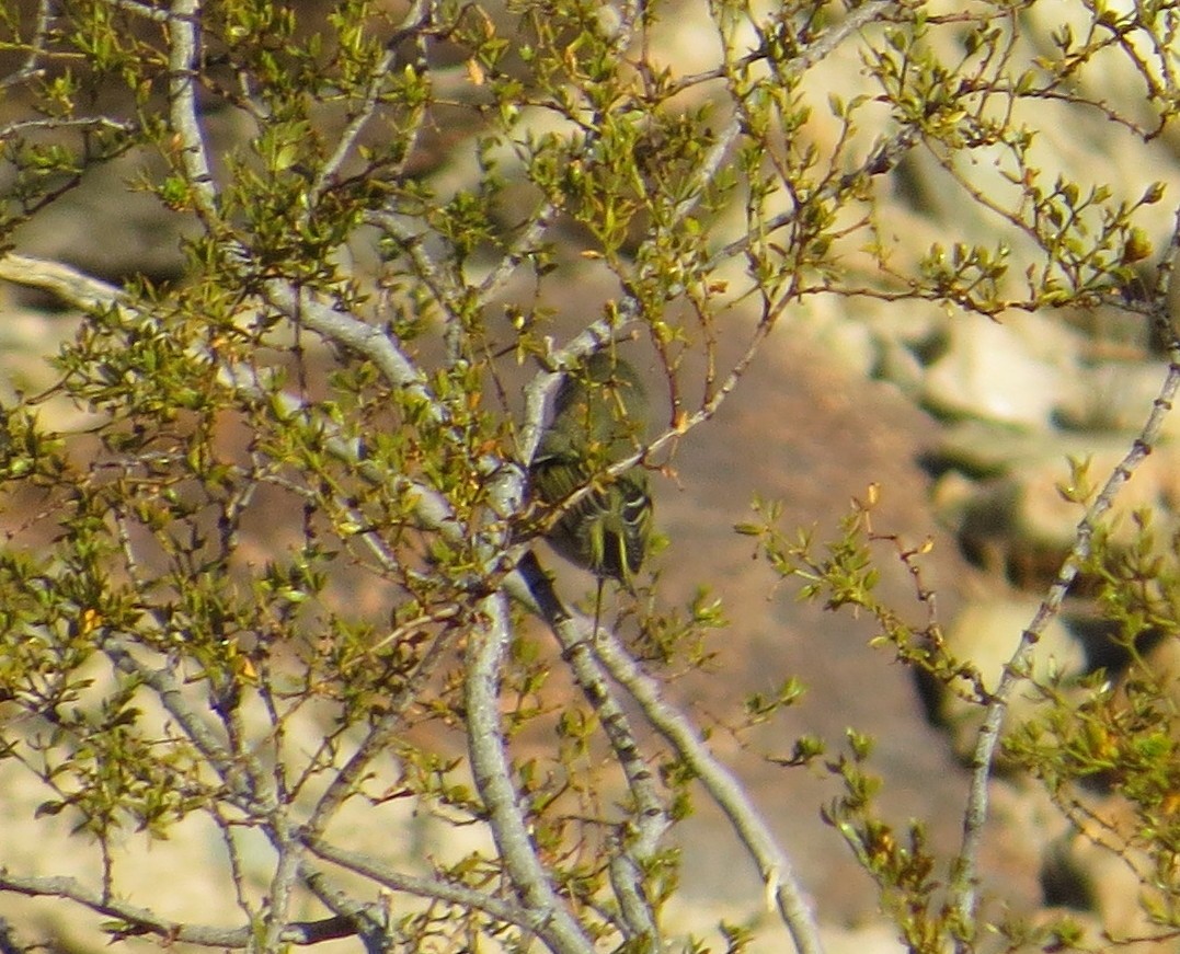 Ruby-crowned Kinglet - Brittany O'Connor