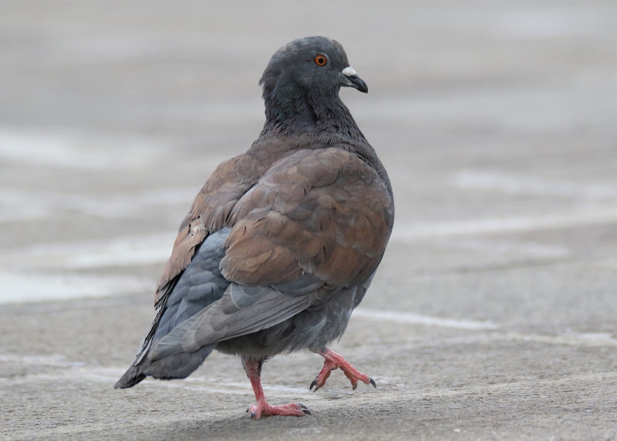 Rock Pigeon (Feral Pigeon) - ML178639921
