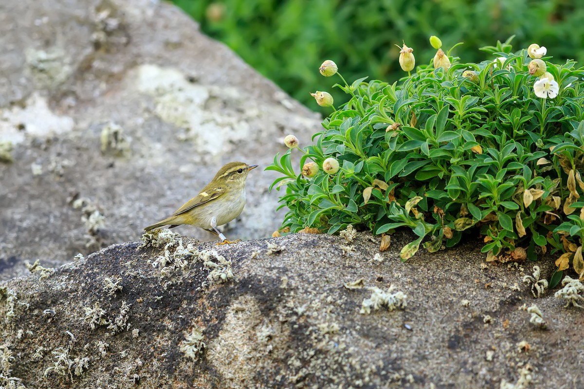 Yellow-browed Warbler - ML178641061