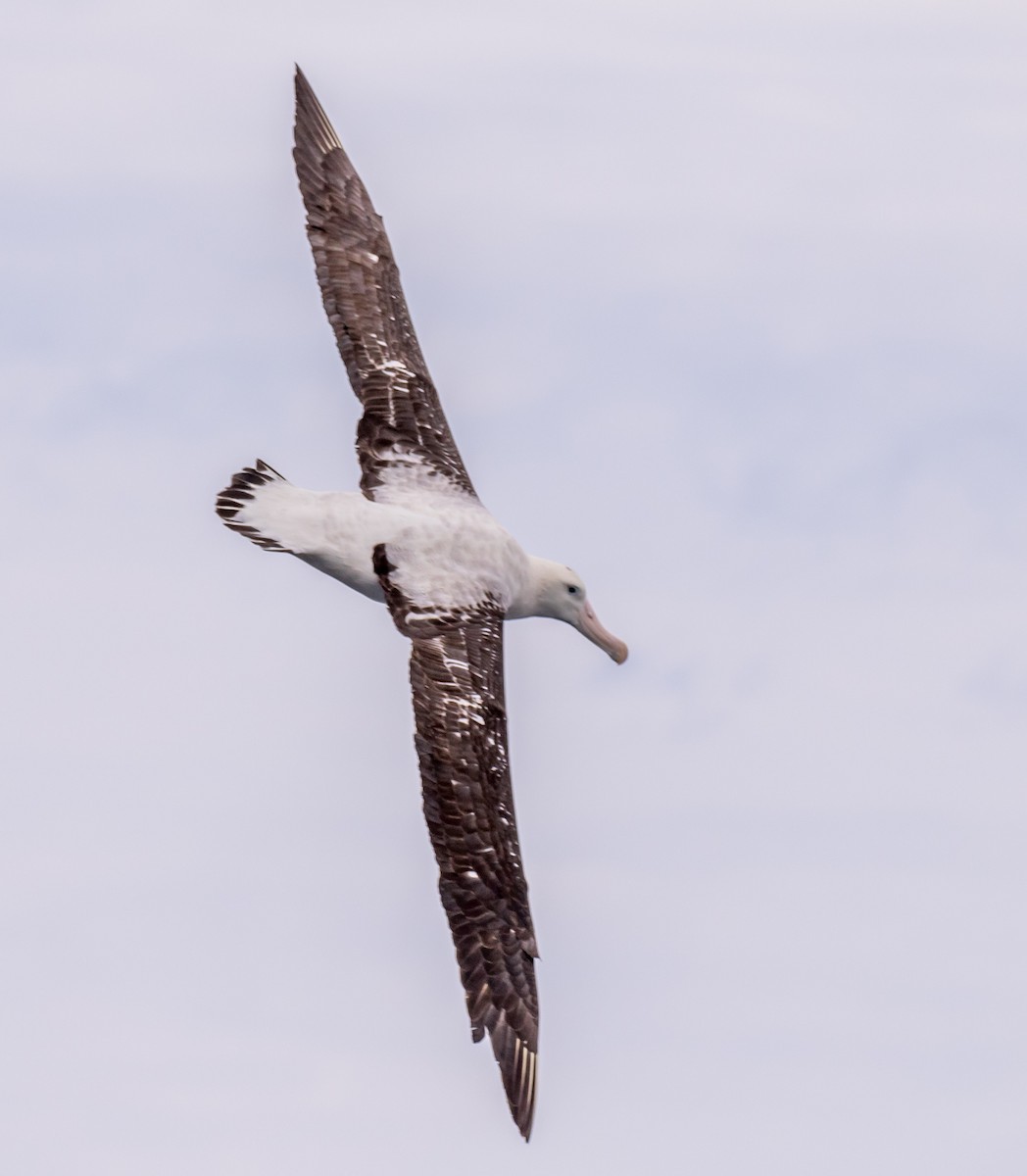 Snowy/Tristan/Antipodean Albatross - ML178643661