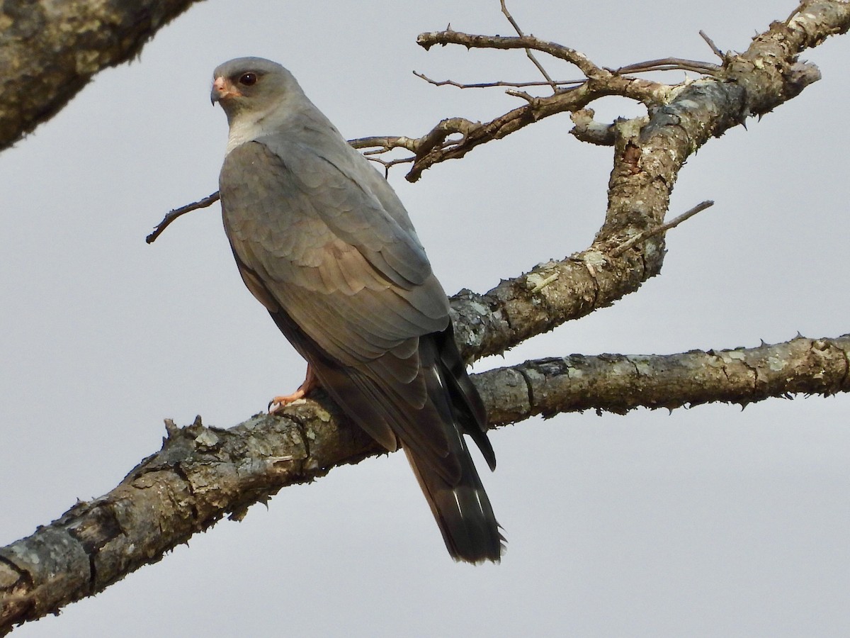 Ovambo Sparrowhawk - GARY DOUGLAS