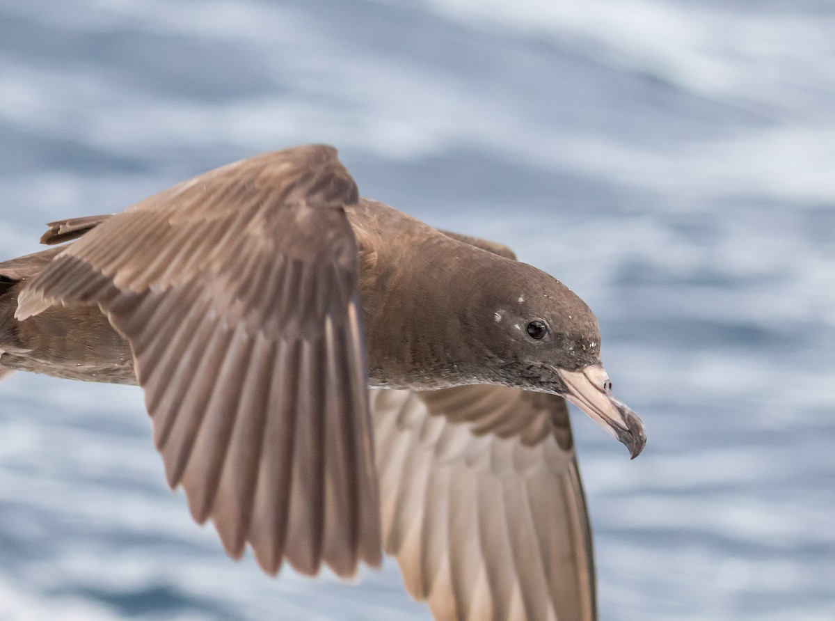 Flesh-footed Shearwater - ML178644941