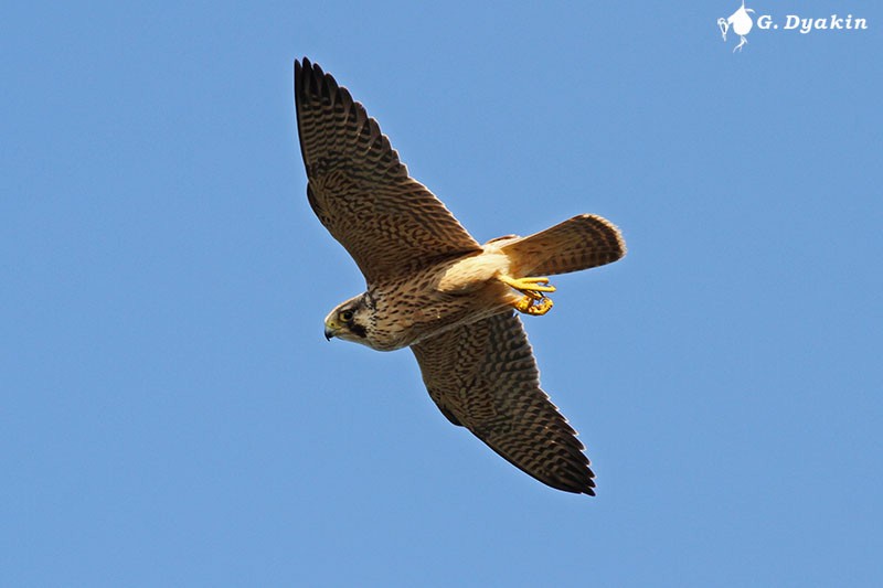 Peregrine Falcon (Barbary) - Gennadiy Dyakin
