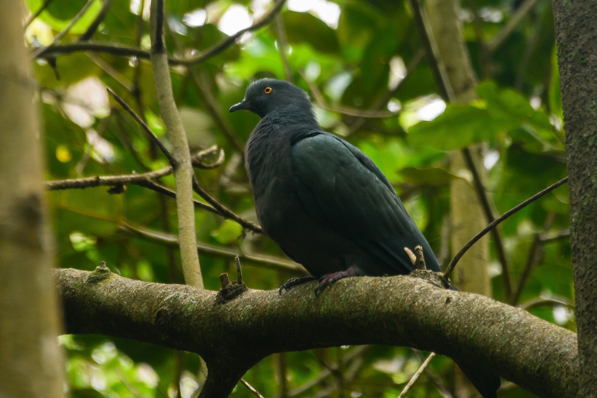 Christmas Island Imperial-Pigeon - Richard Smart