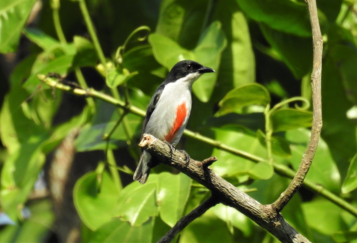 Red-keeled Flowerpecker - ML178650851