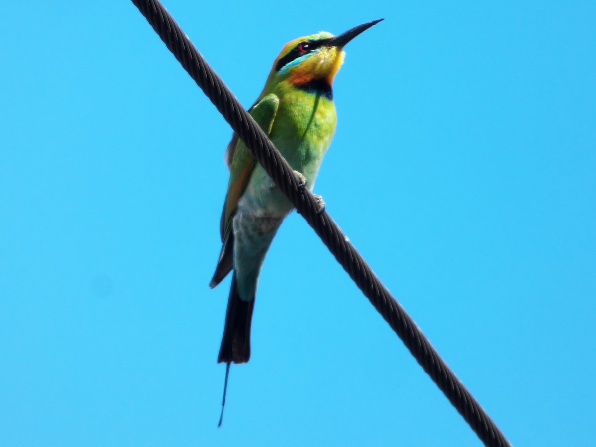 Rainbow Bee-eater - ML178650961