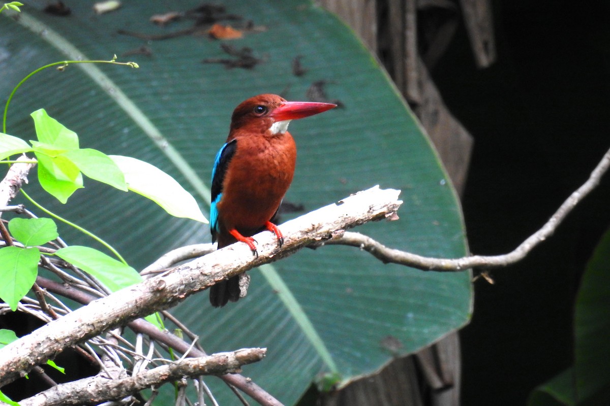 Brown-breasted Kingfisher - ML178650991