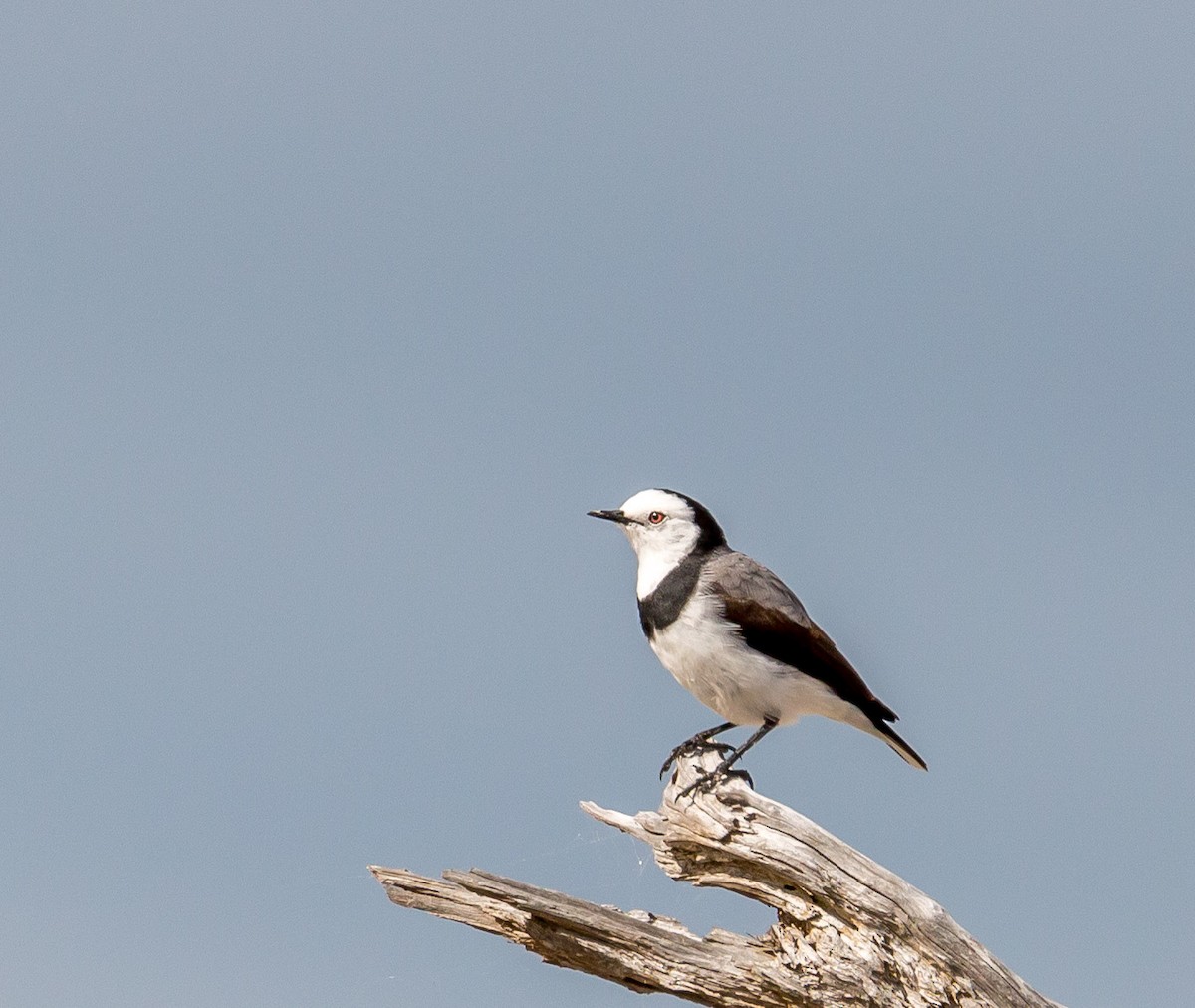 White-fronted Chat - ML178652841