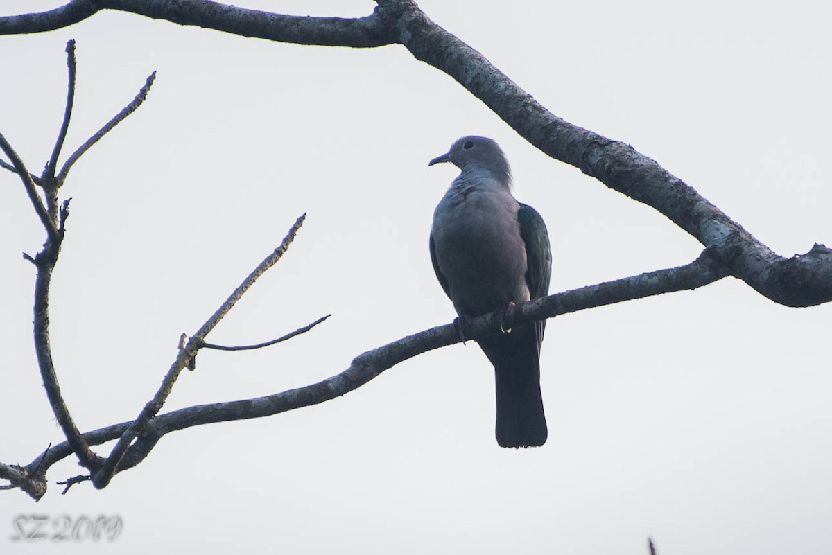 Green Imperial-Pigeon - ML178652951