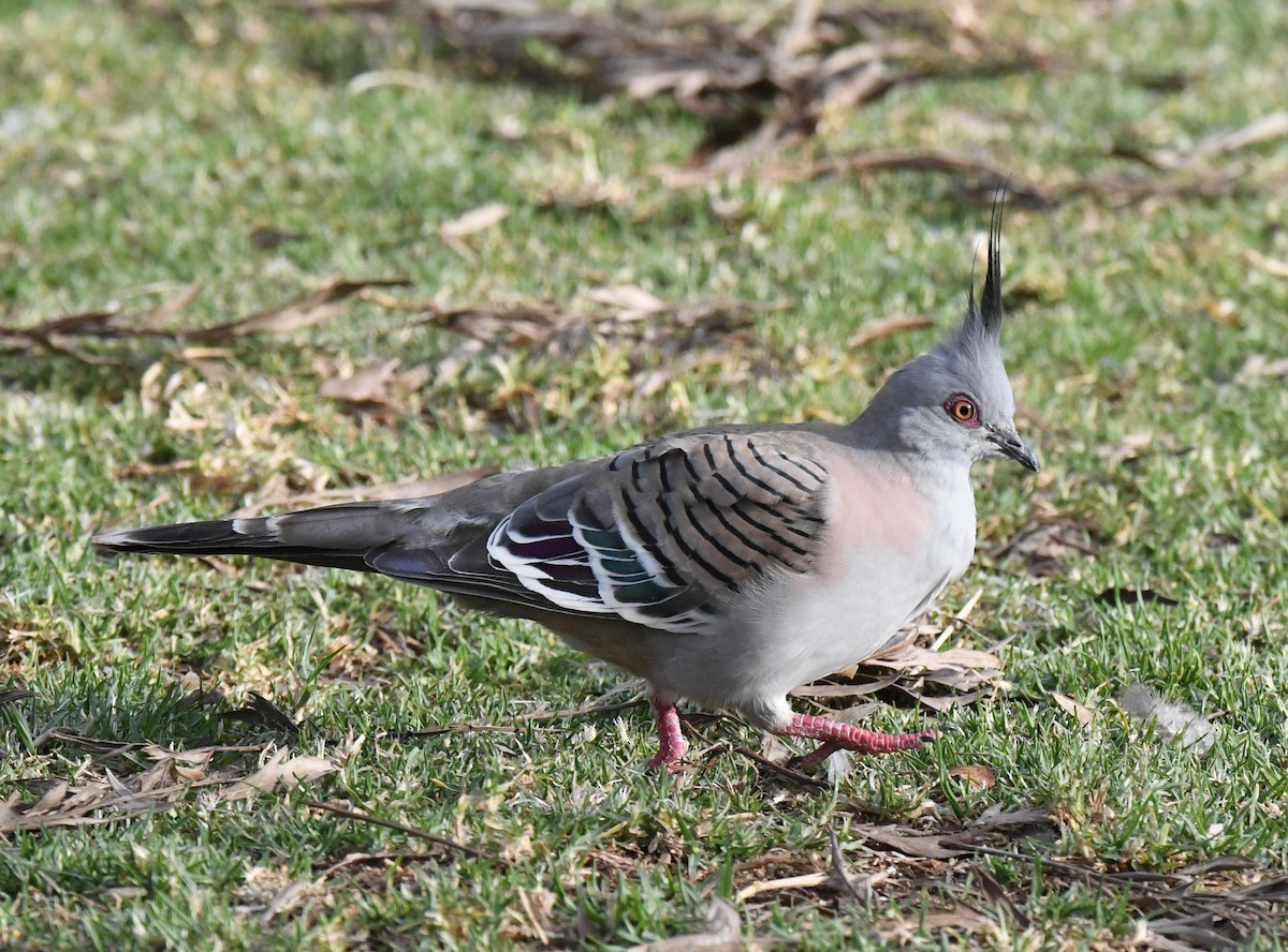 Crested Pigeon - ML178653771