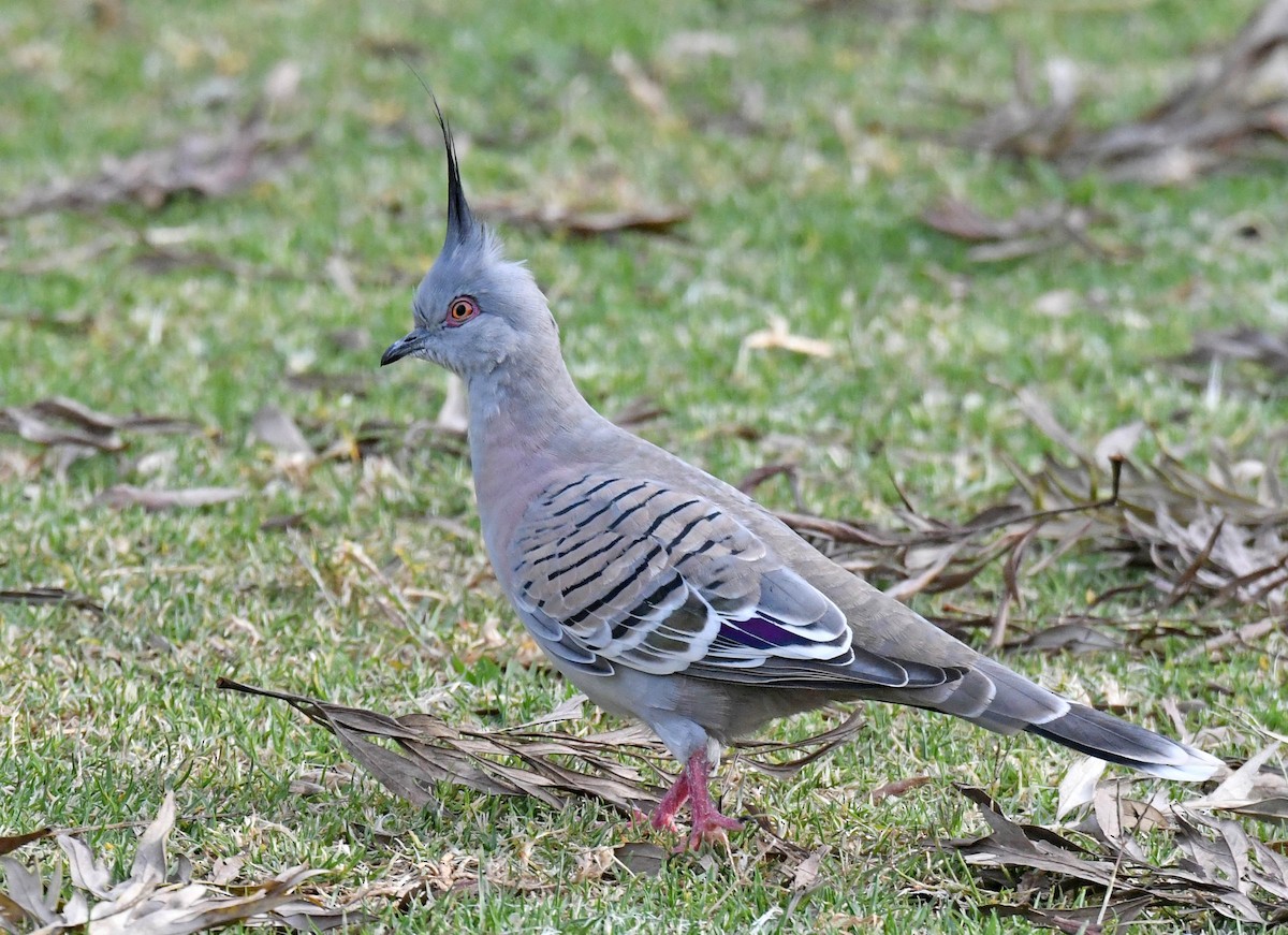 Crested Pigeon - ML178654461