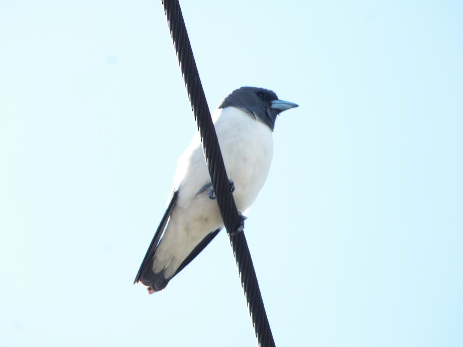 White-breasted Woodswallow - ML178654891