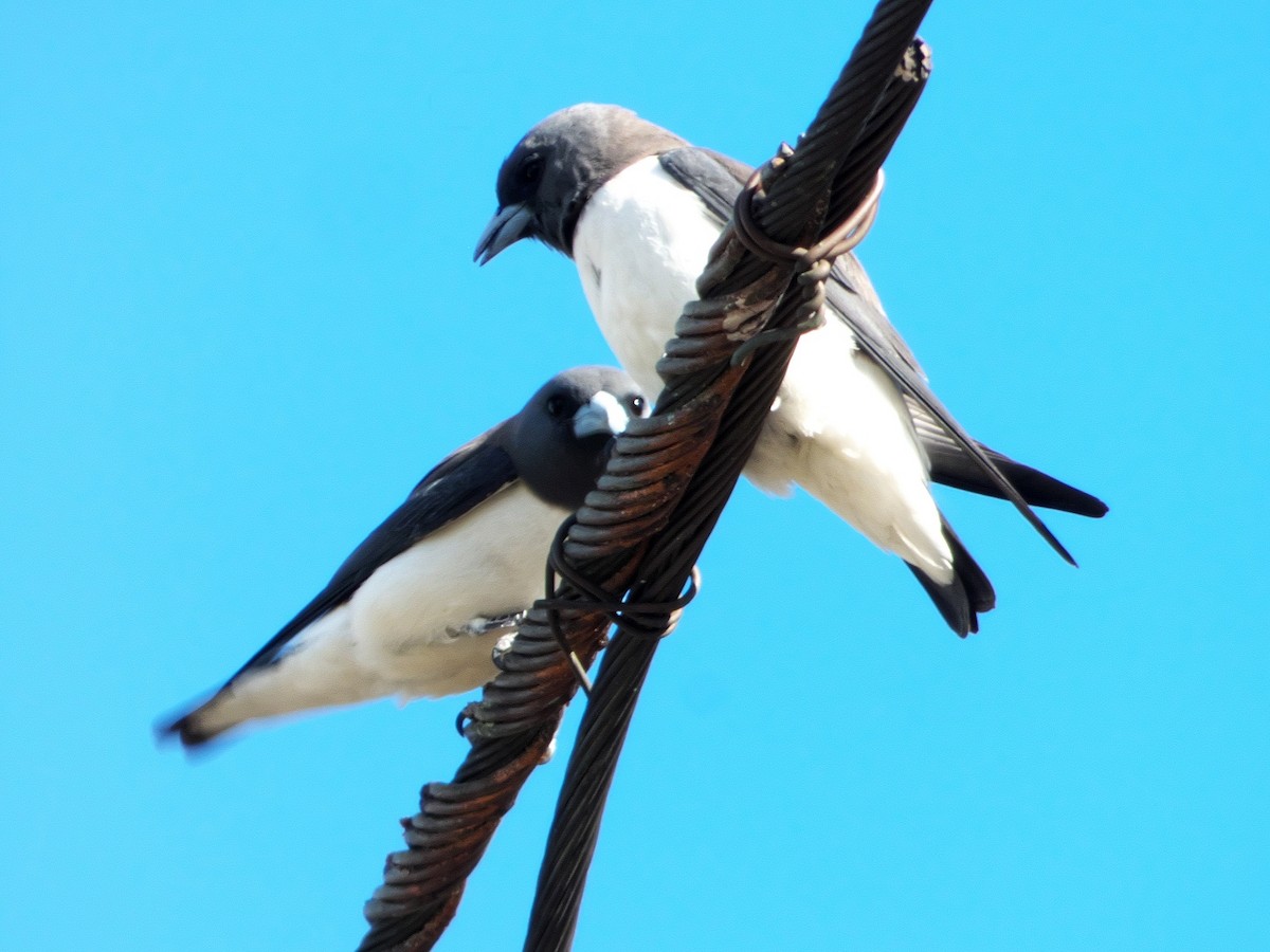 White-breasted Woodswallow - ML178654901