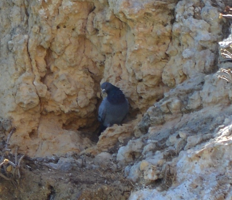 Rock Pigeon (Wild type) - Jorge Leitão
