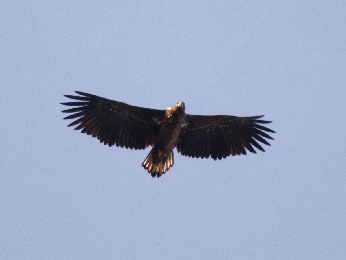 White-tailed Eagle - ML178657791