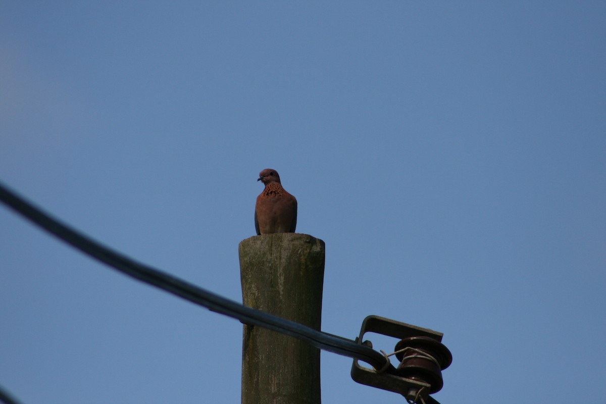 Laughing Dove - ML178658671