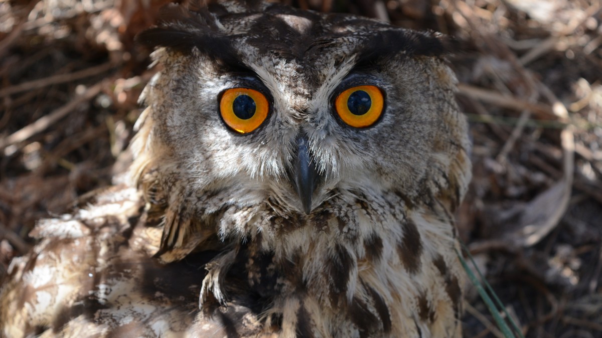 Eurasian Eagle-Owl - timuçin çağdaş kurt