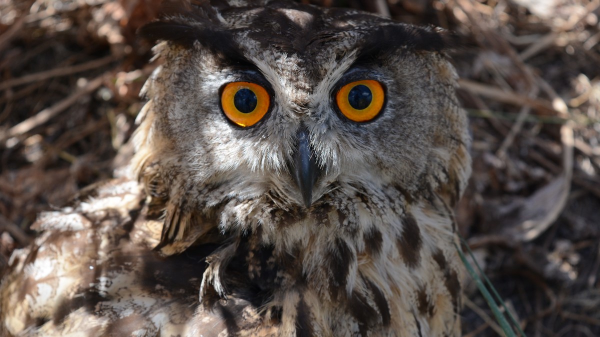 Eurasian Eagle-Owl - ML178660091