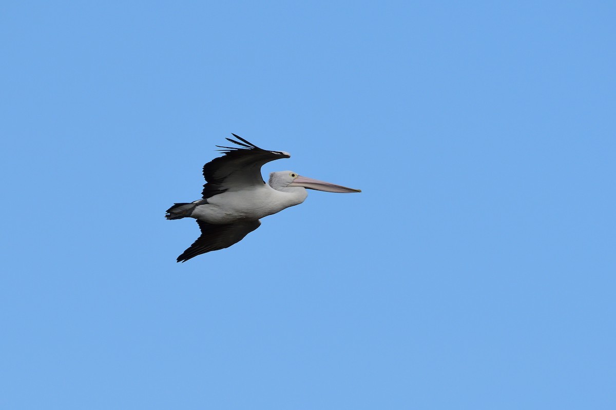 pelikán australský - ML178660701