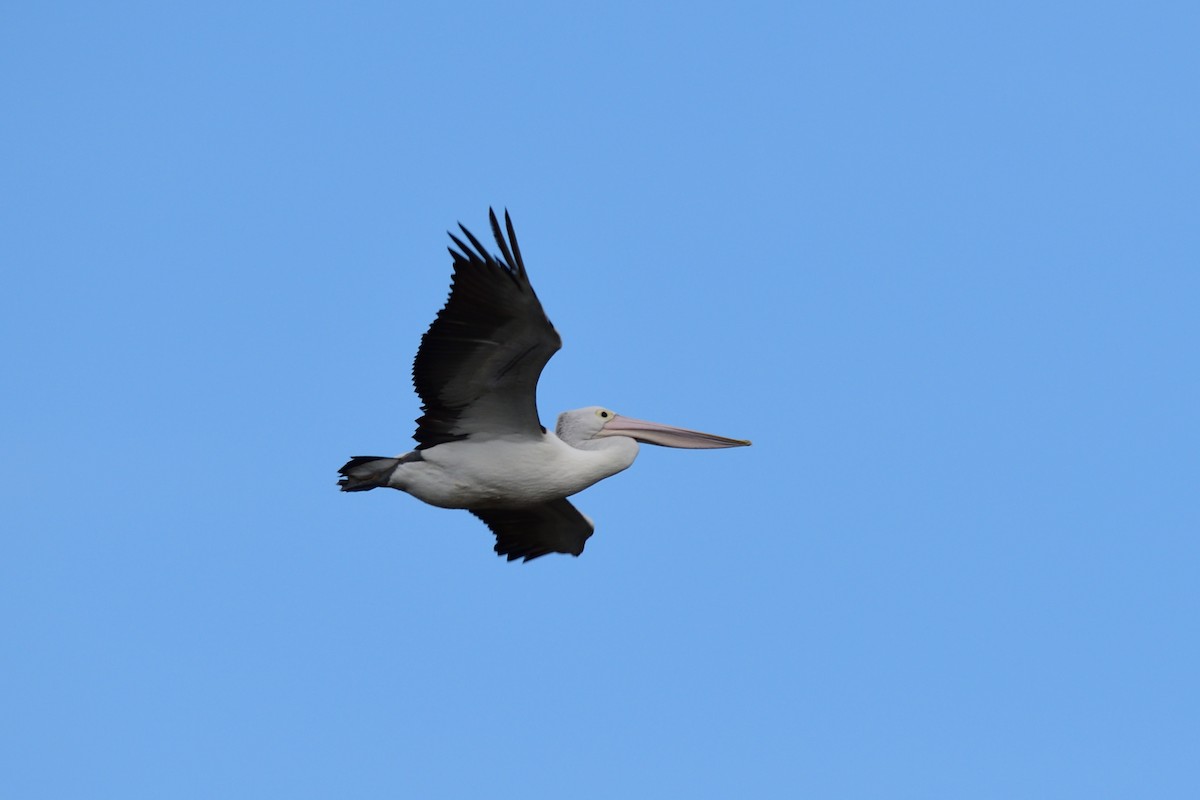 pelikán australský - ML178660711