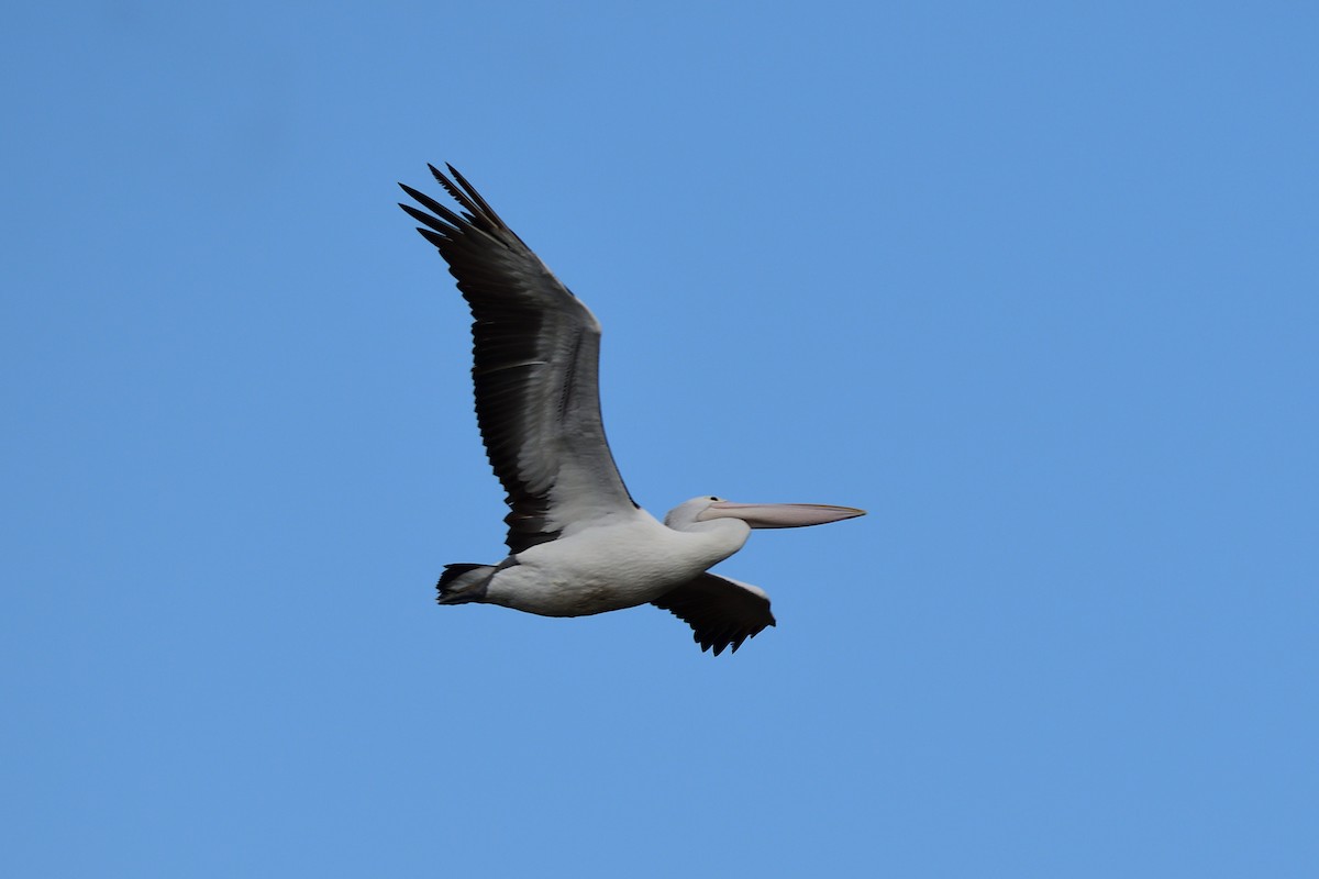 pelikán australský - ML178660741