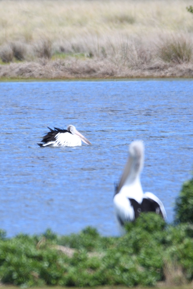 pelikán australský - ML178660751