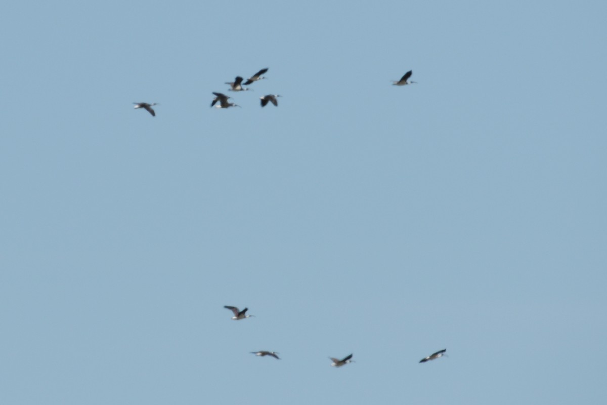 ibis slámokrký - ML178661001