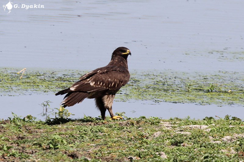 Greater Spotted Eagle - ML178661451
