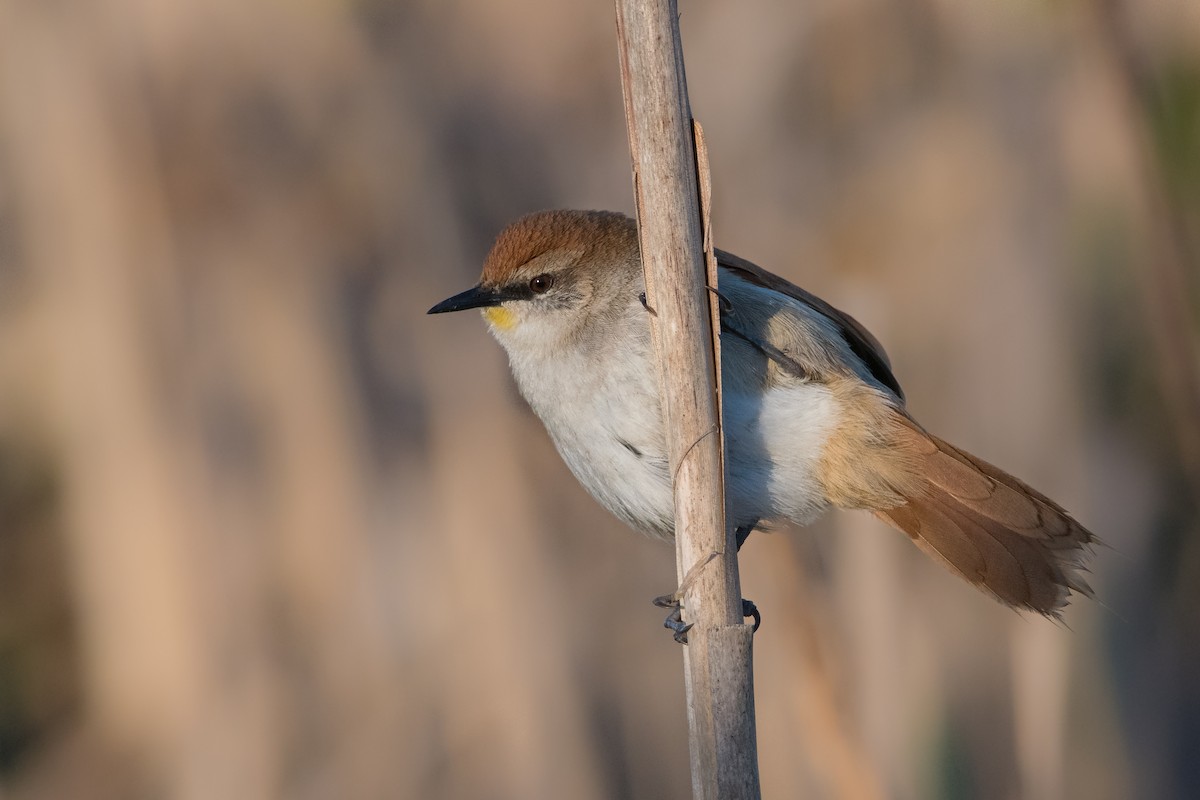 Yellow-chinned Spinetail - ML178663871