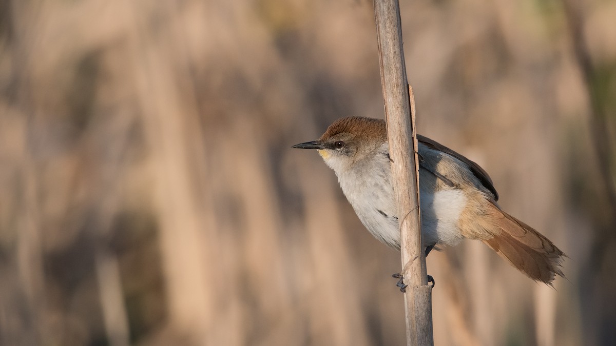 Yellow-chinned Spinetail - ML178663911