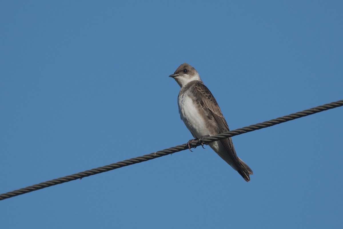 Brown-chested Martin - ML178664101