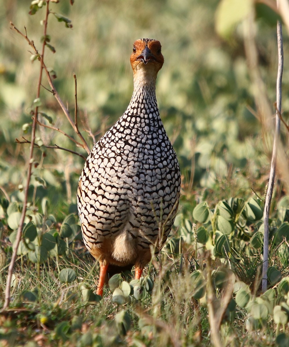 Painted Francolin - ML178666271