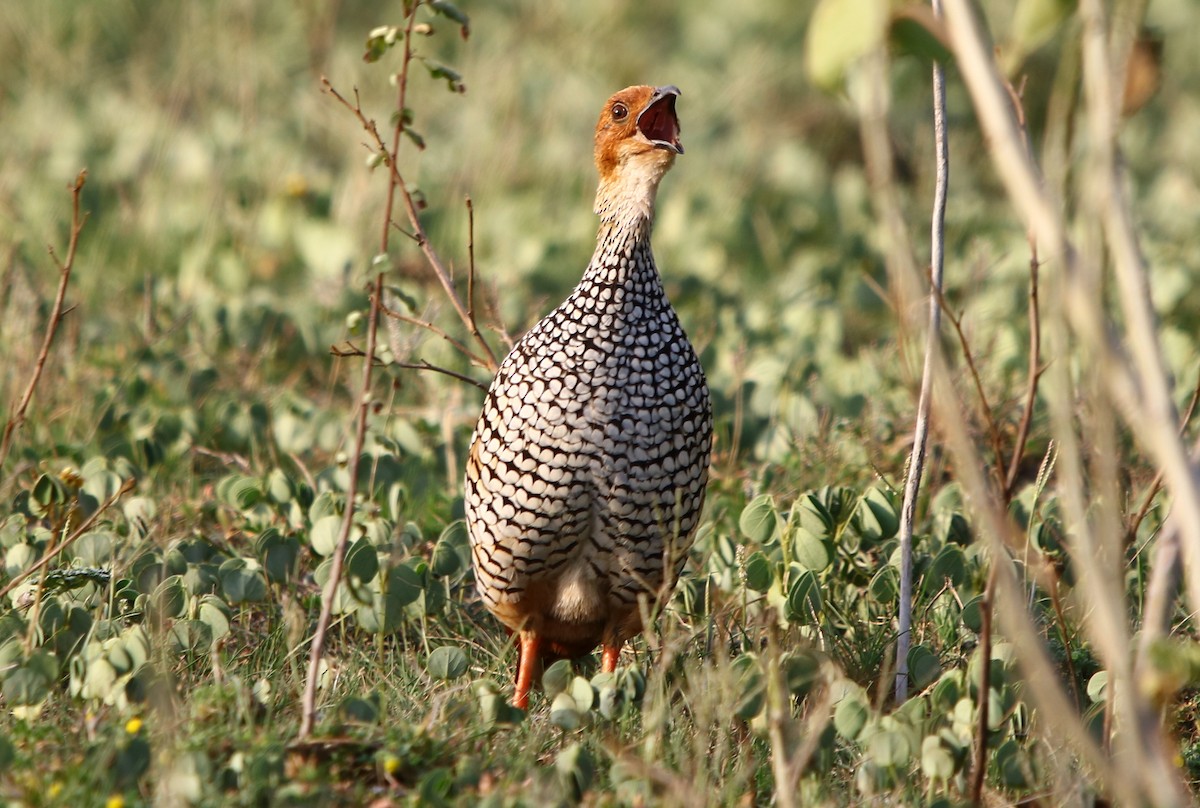 Painted Francolin - ML178666291
