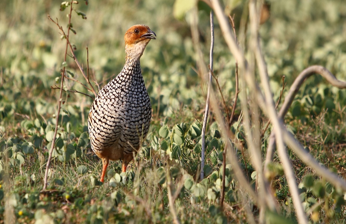 Painted Francolin - ML178666301