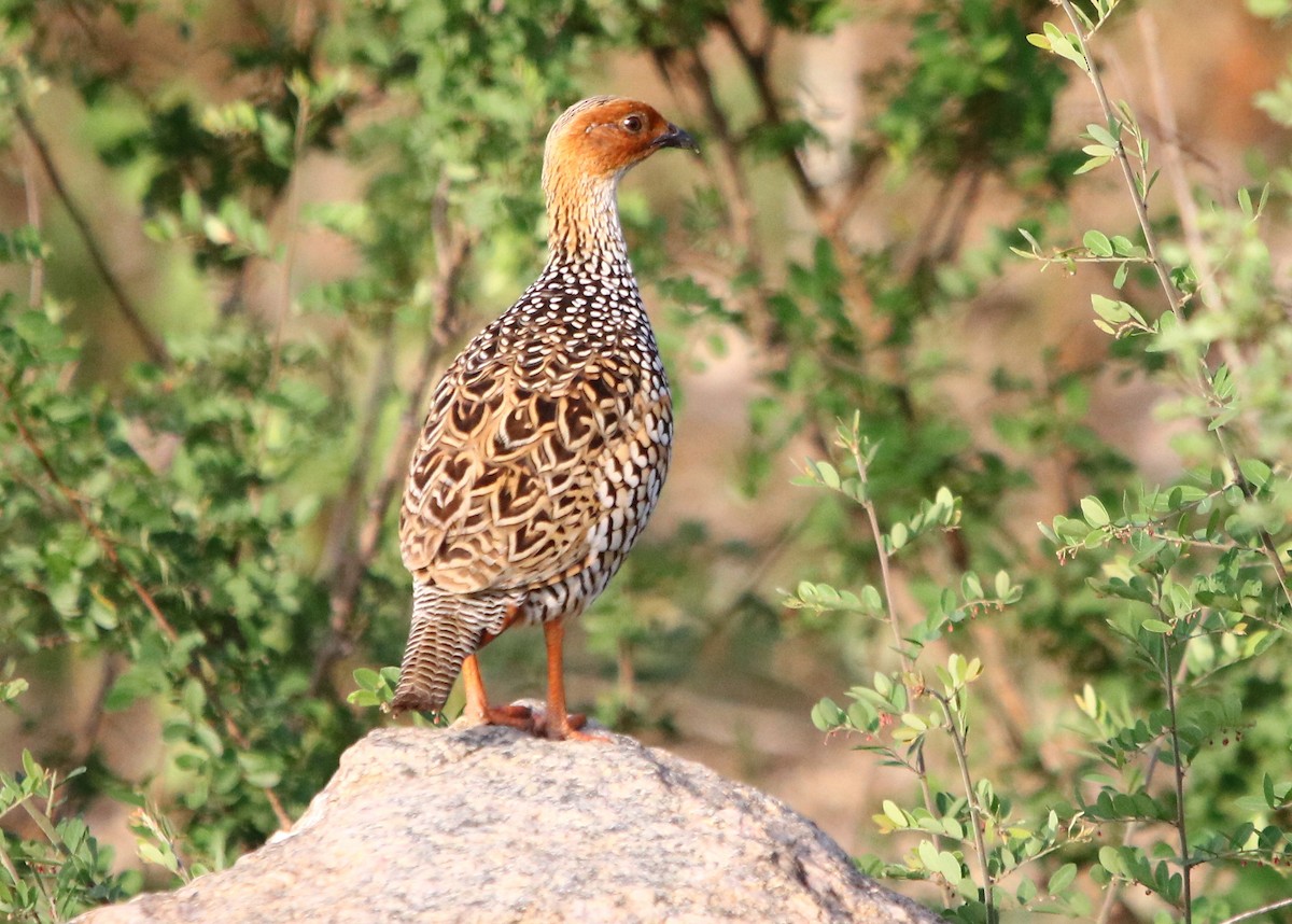 Painted Francolin - ML178666311