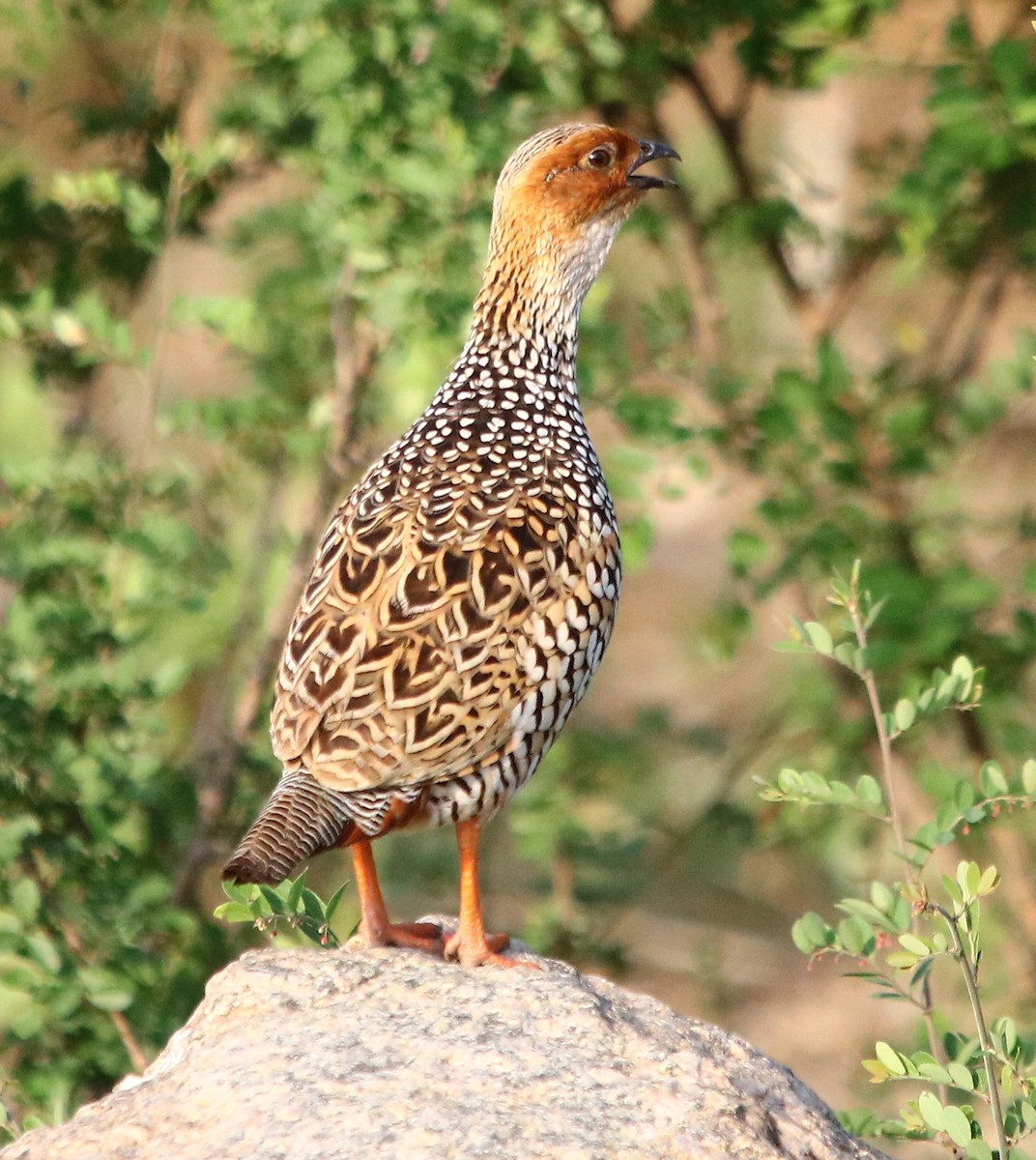 Painted Francolin - ML178667011