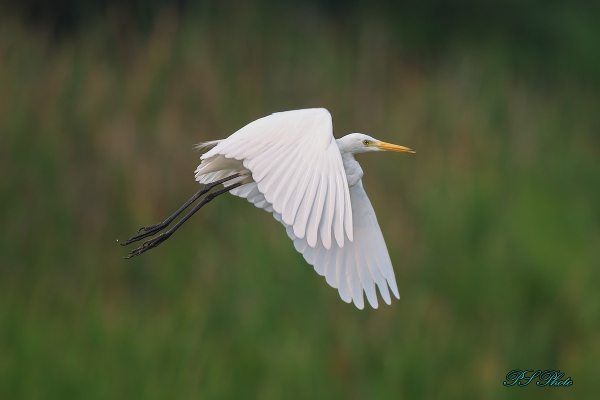 Medium Egret - Pary  Sivaraman