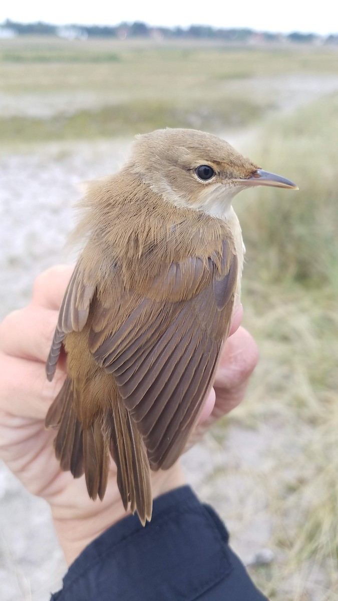 Common Reed Warbler - ML178667701