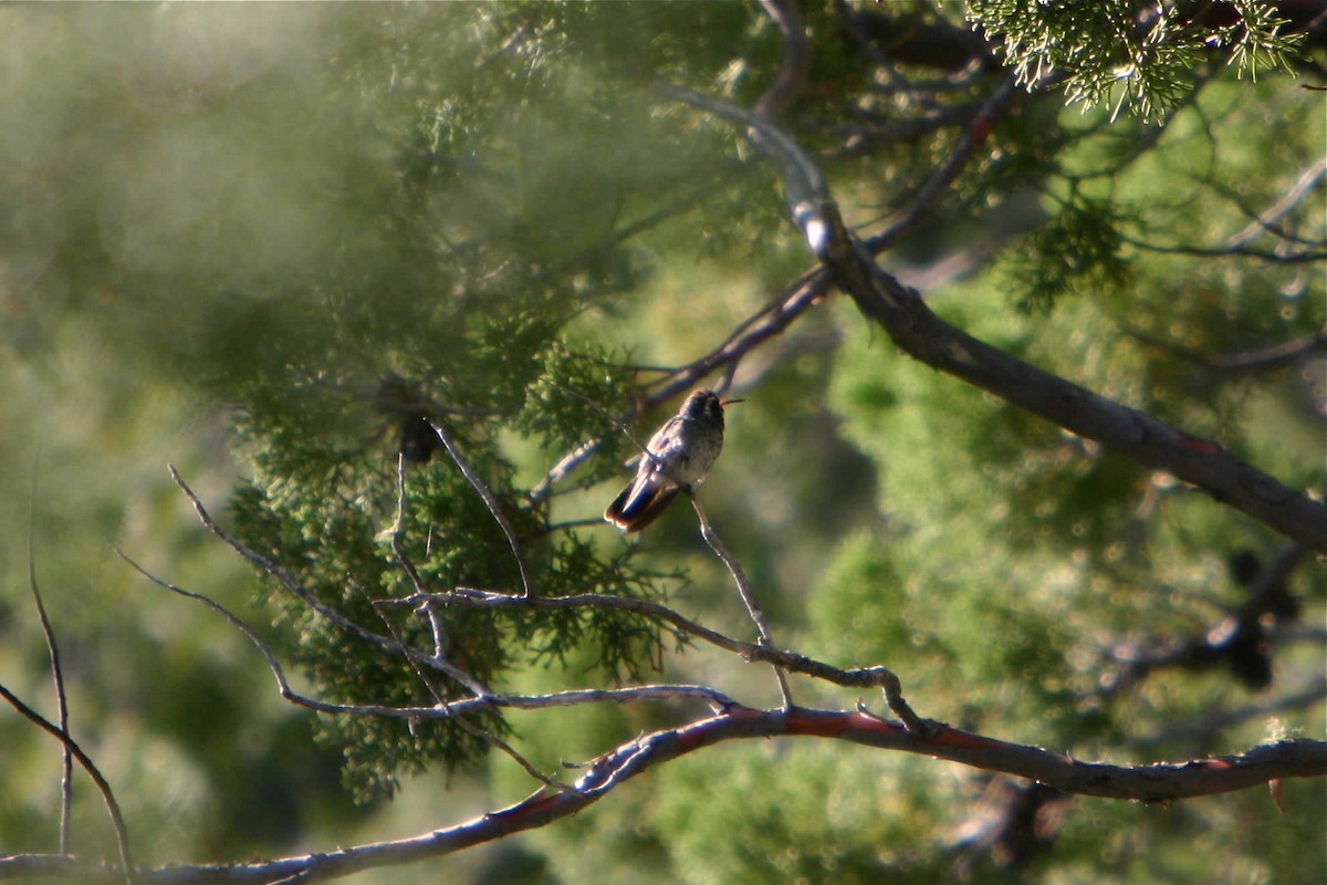White-eared Hummingbird - Eric Carpenter
