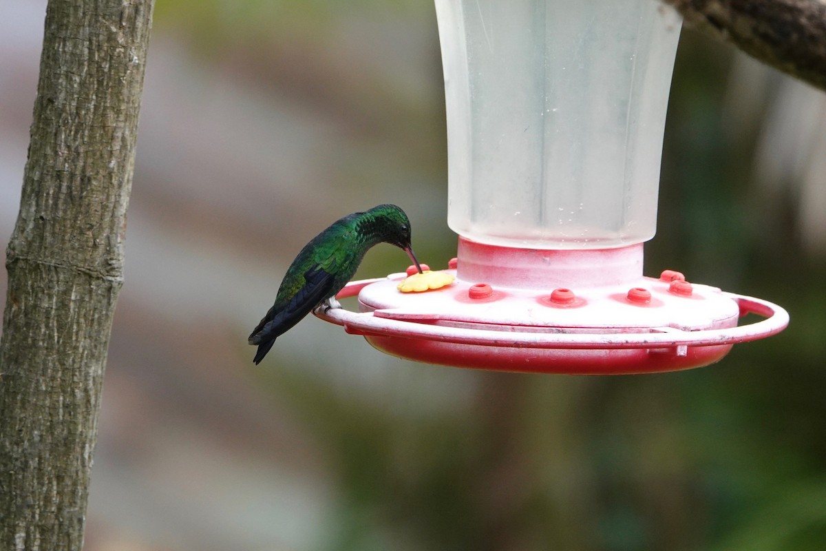 Steely-vented Hummingbird - Jeanette Frazier