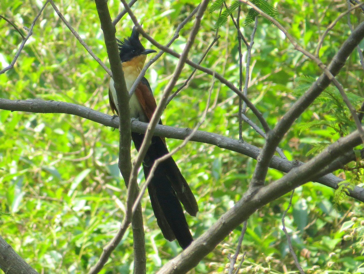 Chestnut-winged Cuckoo - Rajiv R
