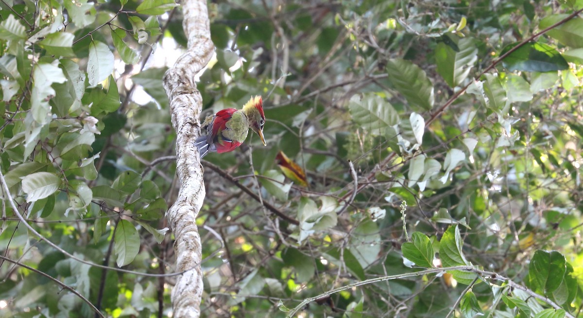 Crimson-winged Woodpecker - ML178673571