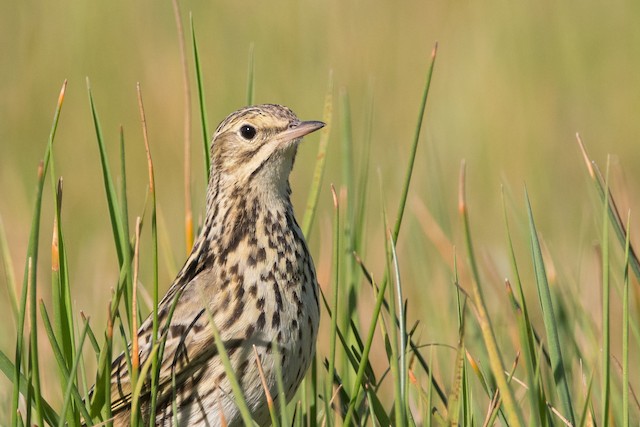 Nuevos Nombres Para Algunas Aves De Argentina Ebird Argentina