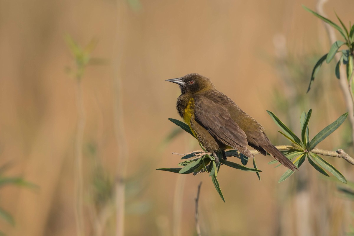 Brown-and-yellow Marshbird - Pablo Re