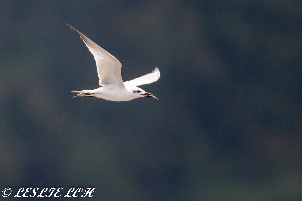 Gull-billed Tern - Leslie Loh